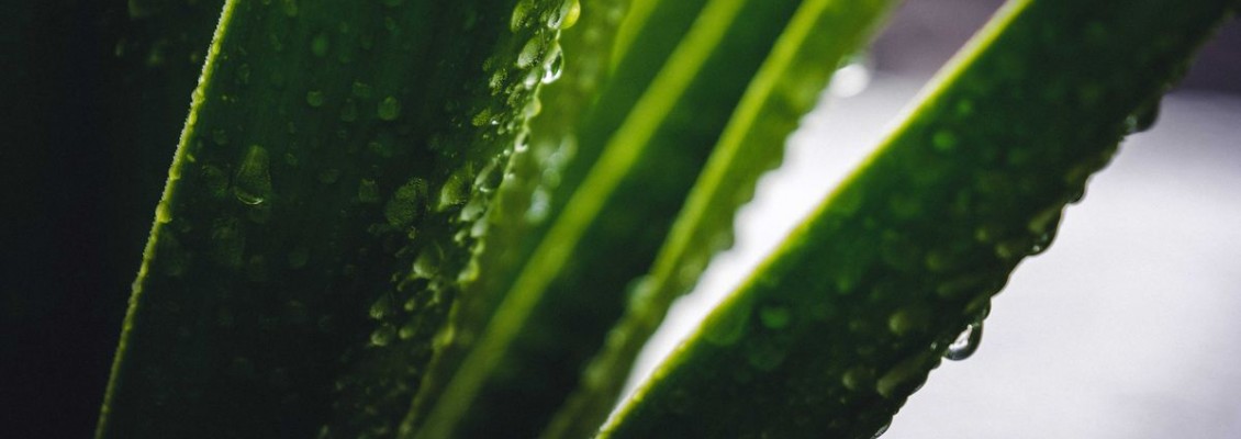 ALOE VERA